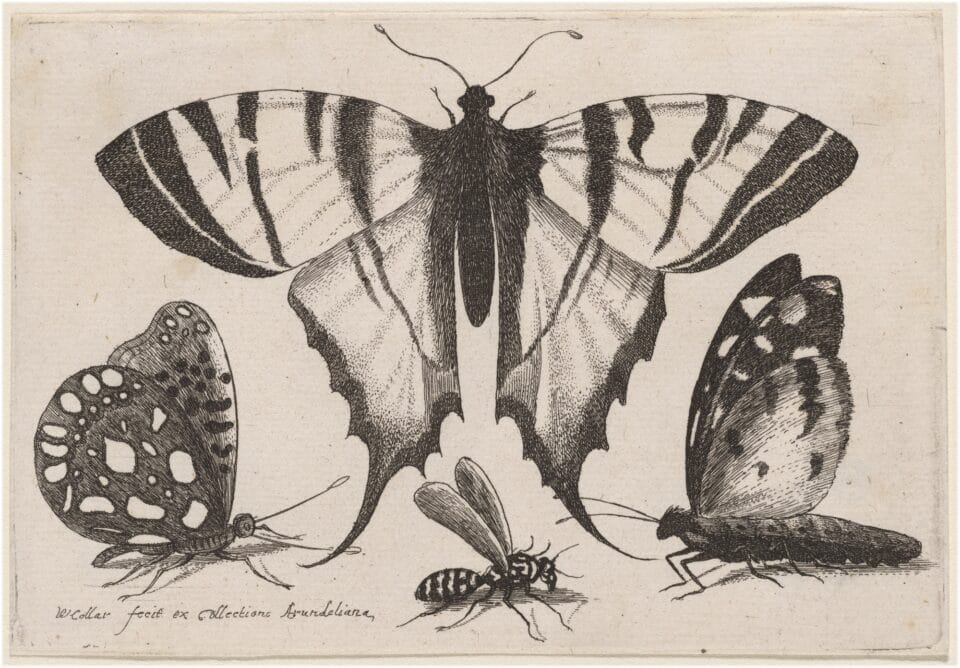a 17th-century scientific illustration of in black-and-white of a large central moth with two butterflies on both sides and a wasp underneath it
